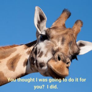 Giraffe looking at you